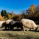 Jezowa Woda Osrodek Wypoczynkowy Palmiarnia I